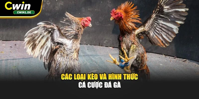 Các loại kèo và hình thức cá cược đá gà