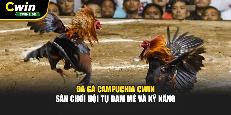 Đá Gà Campuchia Cwin - Sân Chơi Hội Tụ Đam Mê Và Kỹ Năng