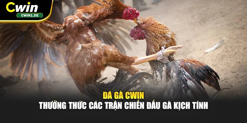 Đá Gà CWIN – Thưởng Thức Các Trận Chiến Đấu Gà Kịch Tính
