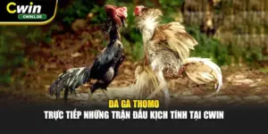 Đá Gà Thomo - Trực Tiếp Những Trận Đấu Kịch Tính Tại Cwin