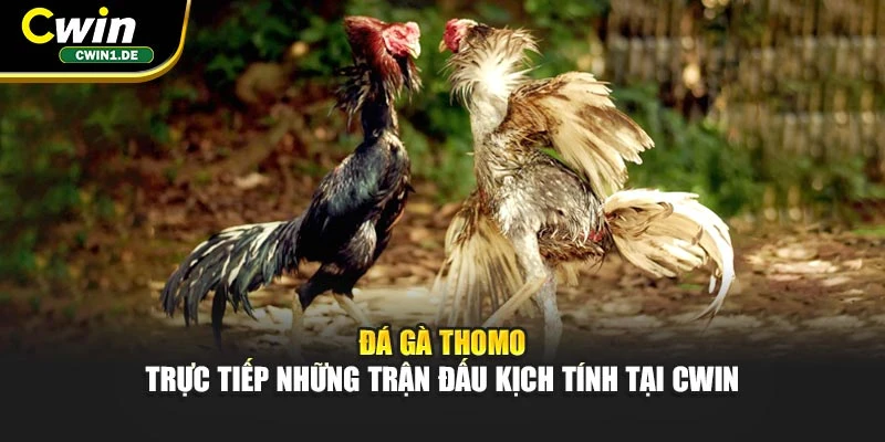 Đá Gà Thomo - Trực Tiếp Những Trận Đấu Kịch Tính Tại Cwin
