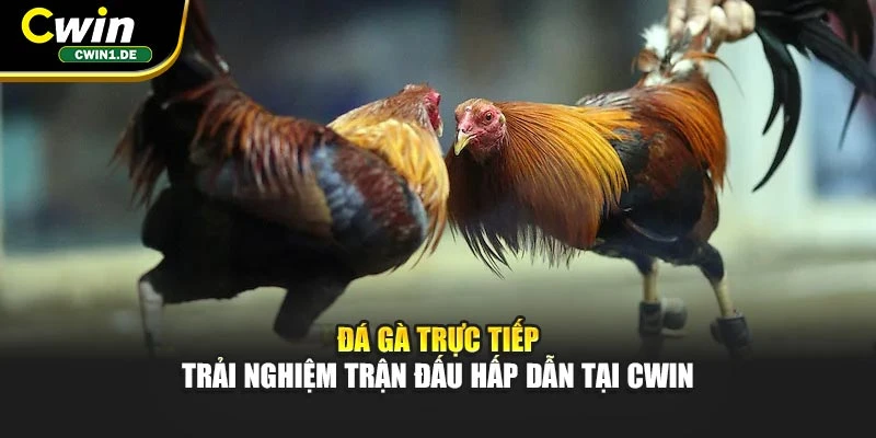 Đá Gà Trực Tiếp - Trải Nghiệm Trận Đấu Hấp Dẫn Tại Cwin