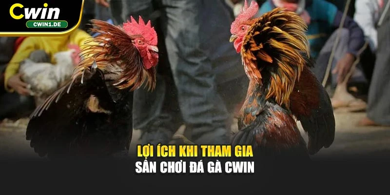 Lợi ích khi tham gia sân chơi đá gà CWIN