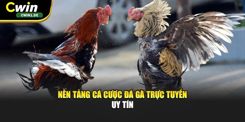 Nền tảng cá cược đá gà trực tuyến uy tín