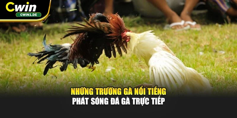 Những trường gà nổi tiếng phát sóng đá gà trực tiếp