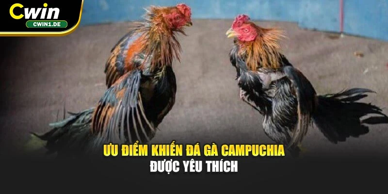 Ưu điểm khiến đá gà Campuchia được yêu thích