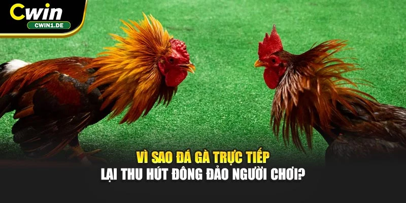 Vì sao đá gà trực tiếp lại thu hút đông đảo người chơi?